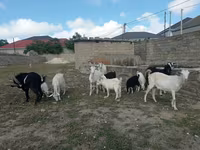 Billy Goat, Goats — photo 4