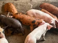 Säue, Schweine — Foto 2