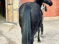 Toychoq, Akhal-Teke — 5-rasm