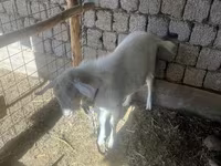 Keçi, Saanen goat — foto 3