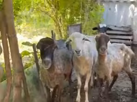 Sheep (batch, sex not specified), Sheep — photo 5