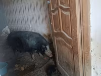 Boar, Pigs — photo 3