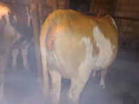Kuh, Simmental cattle — Foto 3