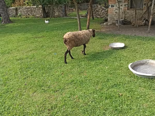 Qoyun, Romanov sheep