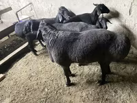 Beran, Hissar sheep — foto 2