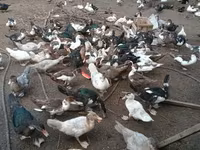 Domestic Muscovy — photo 2