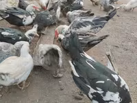 Ducks — Foto 4