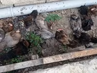 Ducks — photo 7