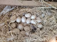 Ducks — photo 2