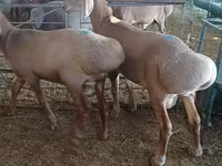 Baran, Hissar sheep — zdjęcie 4