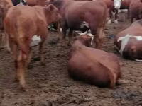 母牛, Red Steppe Cow — 照片 2
