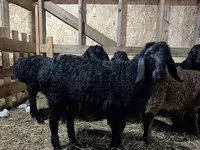 Qoç, Baerchuke sheep — foto 1