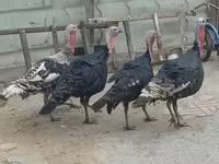 Turkeys — الصورة 2