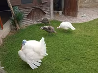 Broad Breasted White — photo 3