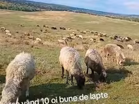 Sheep, Sheep — photo 3