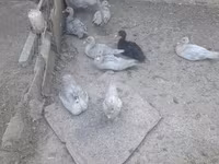 Ducks — الصورة 4