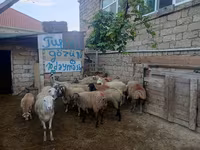 Qoç, Qoyunlar — foto 6