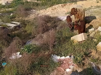 Qoyun, Qoyunlar — foto 6