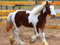 Madyan, Gypsy horse — foto 1