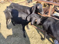 Keçi, Beetal goats — foto 2