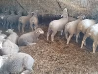 Owca, Ile-de-France sheep — zdjęcie 5