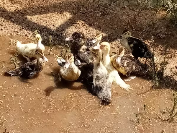 Ducks — Azerbaijan