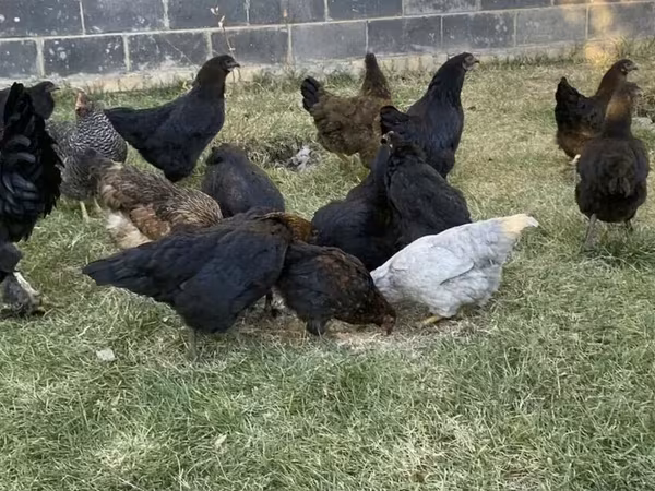 Chickens