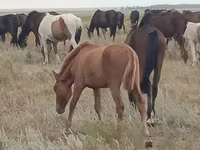 Égua, Mugalzhar horse — foto 3