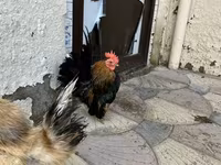 Chickens — photo 3
