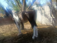Horse (M), French Trotter — photo 3