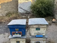 Arı yeşikləri satılır 🐝 Şəkildə görünən tipdə arıçılıq üçün yararlı — फ़ोटो 1