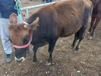 母牛, Cattle — 照片 1