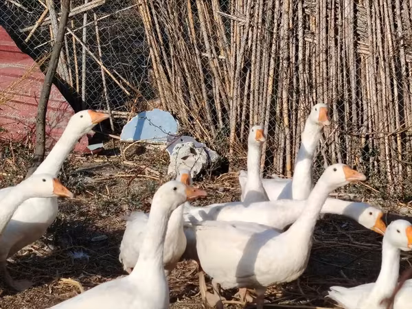 Geese — Azərbaycan