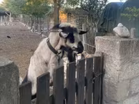 Bode, Cabras — foto 3