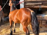公马, Horses — 照片 1