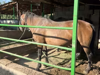 Kobyła, Kazakh horse — zdjęcie 3