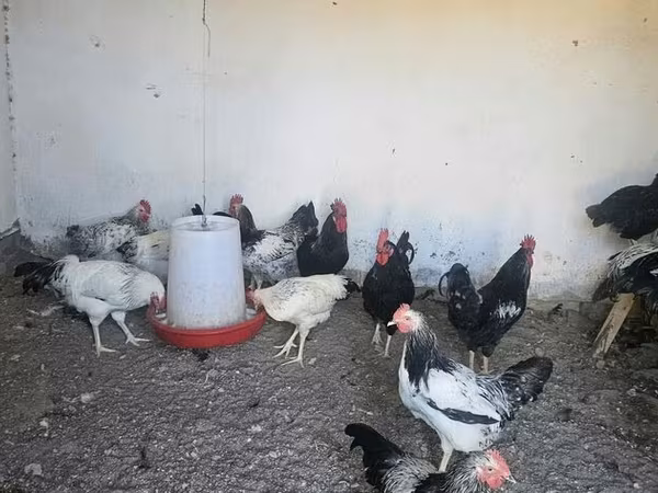 Chickens — Azərbaycan