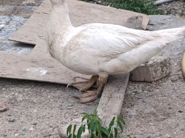 Ducks — Azerbaijan