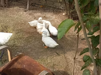 Ducks — foto 4