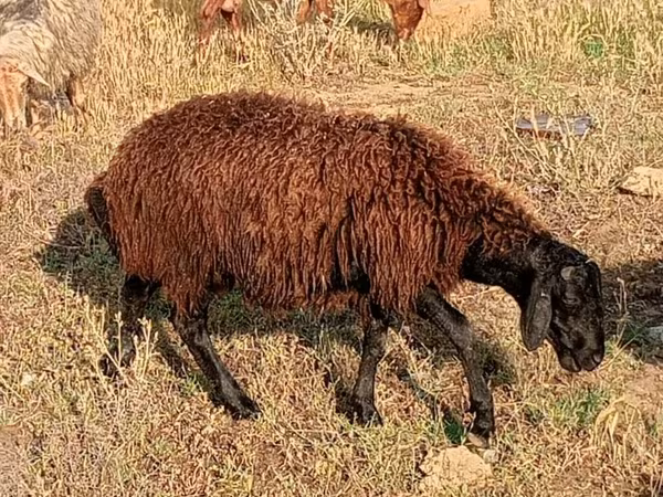 मेढ़ा, भेड़