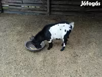 Kozel, Nigerian dwarf goats — foto 4