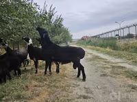 Qoç, Qoyunlar — foto 5