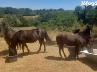 Égua, Hucul pony — foto 1
