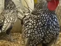 Chickens — Foto 6