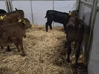 母牛, Simmental cattle — 照片 5
