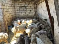 Qoyunlar (partiya, cinsi göstərilməyib), Qoyunlar — foto 6