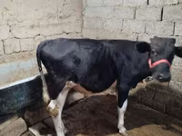 Byk, Russian Black pied cattle — zdjęcie 3