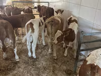 Bull, Simmental cattle — photo 5