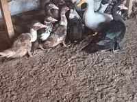 Alman Pekin — foto 2