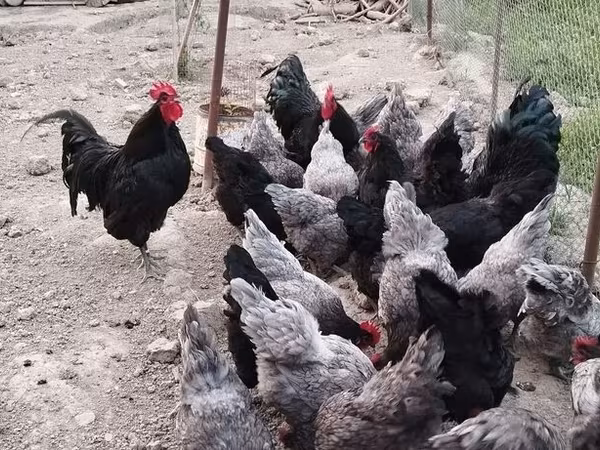 Australorp